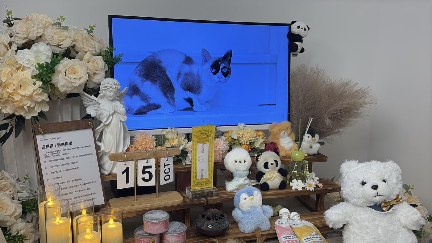 如何面对宠物离世的悲伤？写给南昌养宠人的心理支持